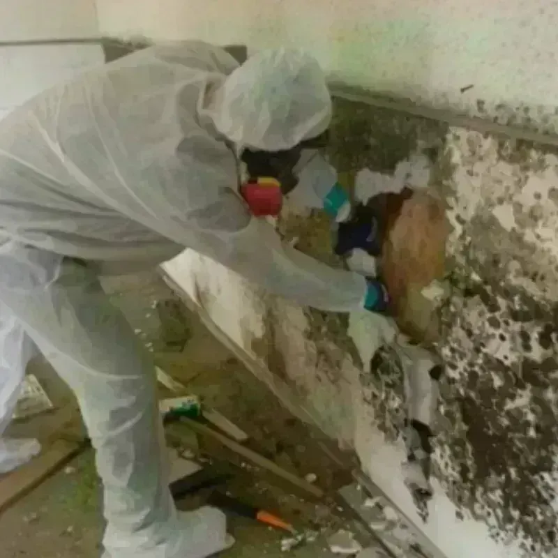 Mold Remediation and Removal in Mukwonago, WI